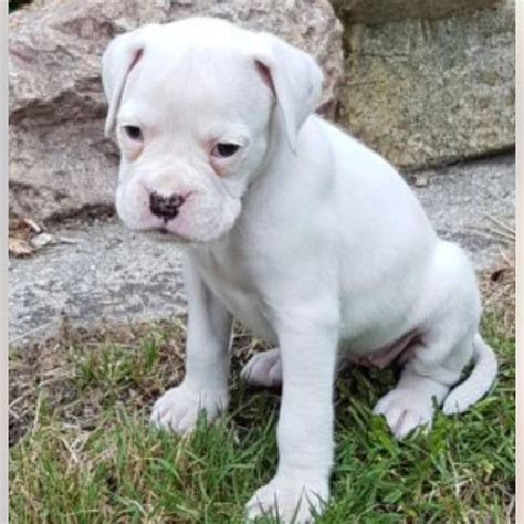 boxer puppies for sale denver colorado|brown boxer puppies for sale.